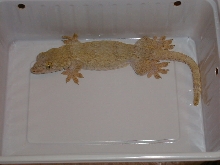 Gehyra marginata