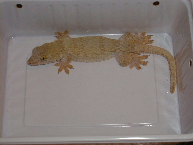 Gehyra marginata