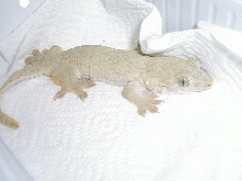 Gehyra marginata