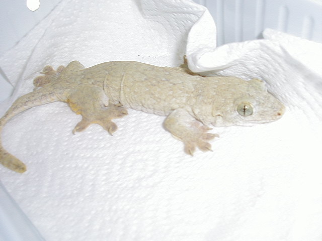Gehyra marginata