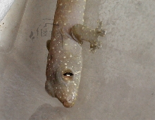 Gehyra oceanica babys