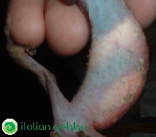 Gravid A. felinus