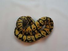 Pastel Male