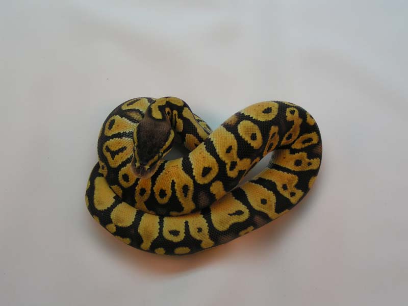 Pastel Male