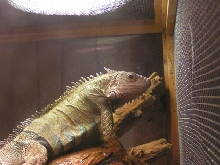 Sampson
