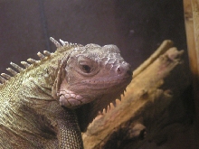 Sampson ...