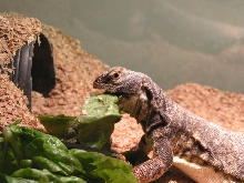 Uro Eating