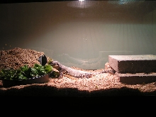 Uro Eating 2