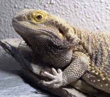 Dragon Woo