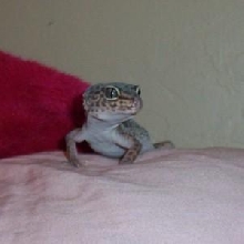 RIP Gator