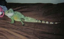RIP Drago