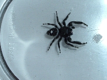 BIG jumper