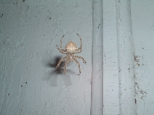 Very Large European Garden Spider