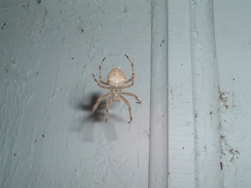 Very Large European Garden Spider