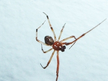 Common (Comb Foot) House Spider