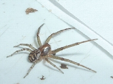 Elegant Crab Spider