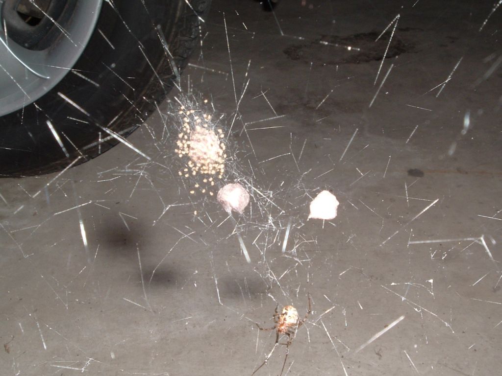 Female House Spider With Egg Sacks & Babies