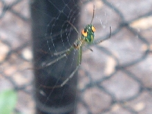 Orchard Spider