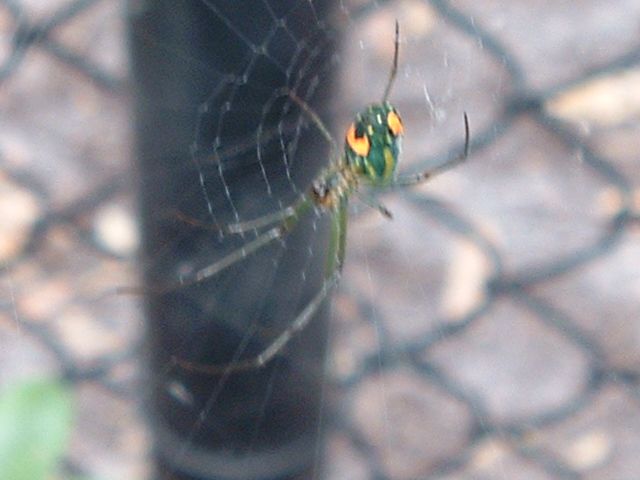 Orchard Spider