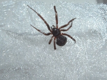Unknown type of spider in bathroom
