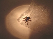Unknown type of spider in bathroom 2