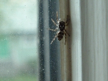 Female Jumper