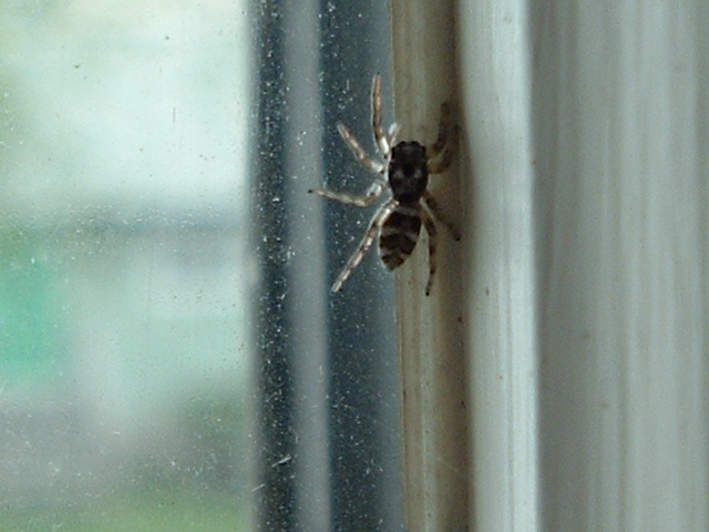 Female Jumper