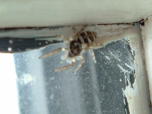 Final Pose