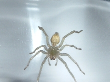 Yellow Sac Spider - underside/female