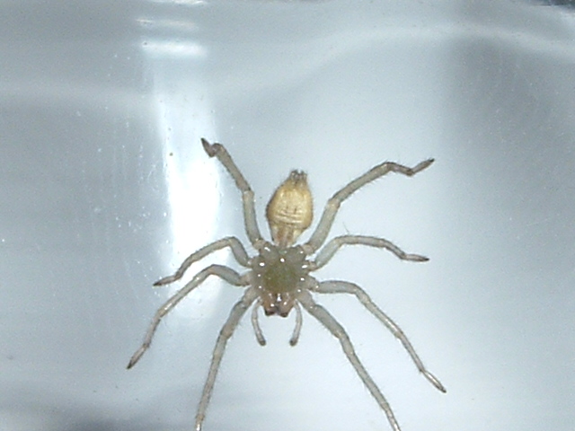 Yellow Sac Spider - underside/female