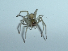 Yellow Sac Spider - nice macro of eyes