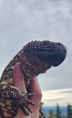 Beaded lizard