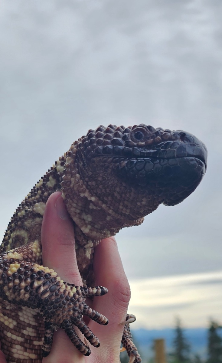 Beaded lizard