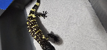 Babyexasperatum