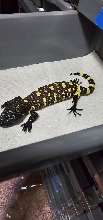 baby_exasperatum_2