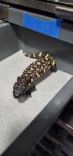 Baby_beaded_test