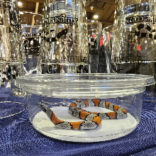 juno road grey banded kingsnake