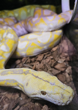 purple albino retic