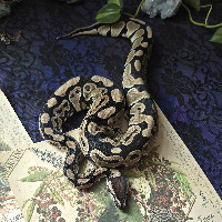 2025 1.0 Axanthic (TSK) Het Clown