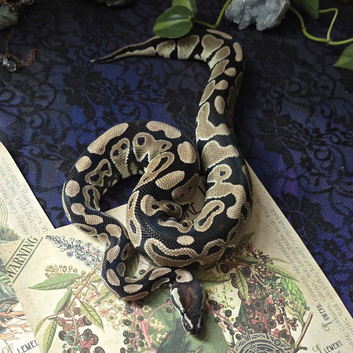 2025 1.0 Axanthic (TSK) Het Clown