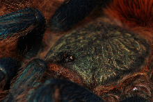 Greenbottle Blue tarantula (Chromatopelma cyaneopubescens