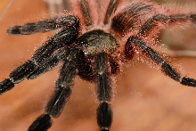 Psalmopoeus victori