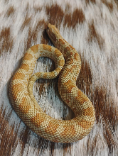 lemon ghost toffee conda western hognose snake