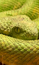 Jade the Western Bush Viper (atheris chlorechis)
