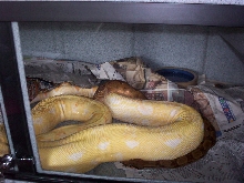 breeding 4 sunglows