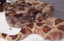 salmon het sharp male