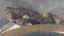 eye of the salmon