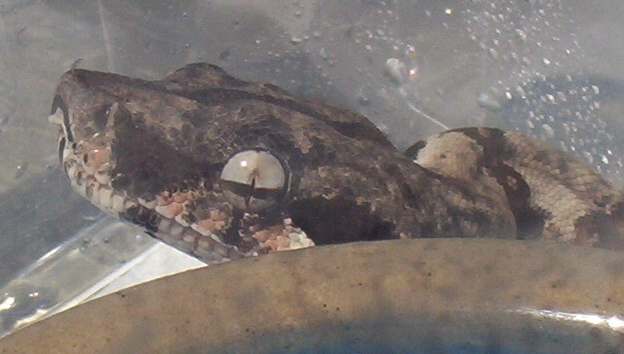 eye of the salmon