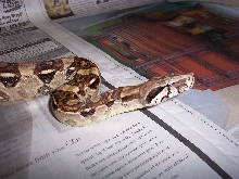 boa female 3