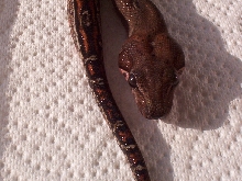 male leopard head